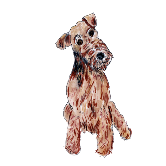 Dog-toon Airedale Terrier