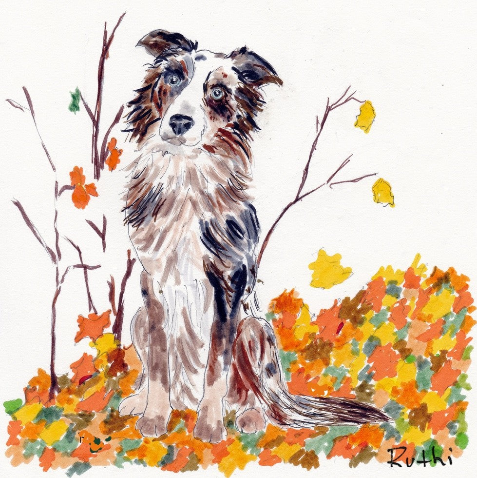 Australian Shepherds Love Fall