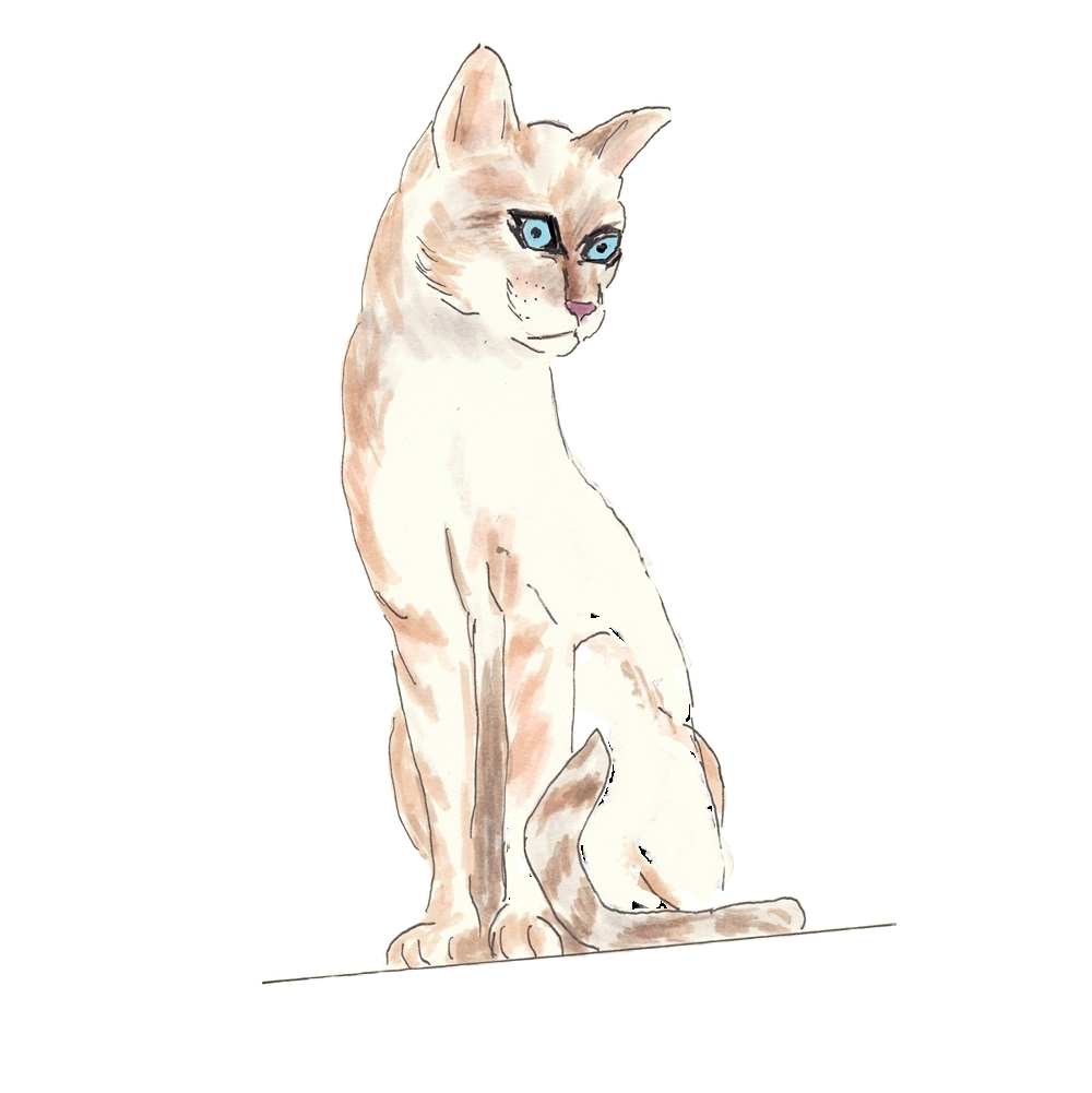 Siamese Cat