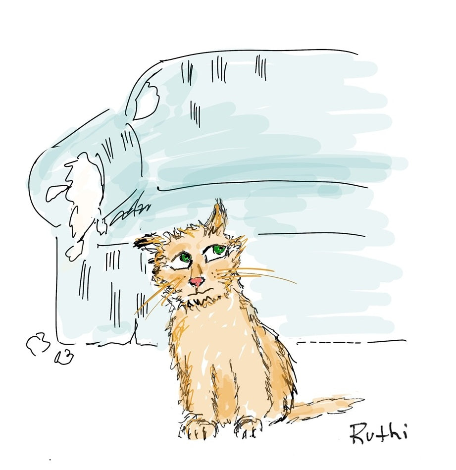 Guilty Cat