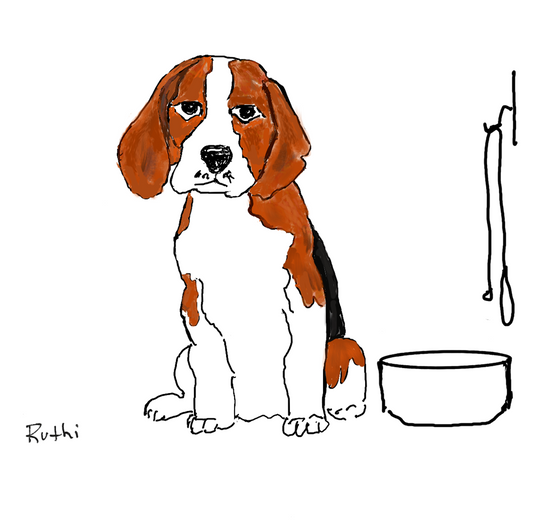 Beagle and a Bowl