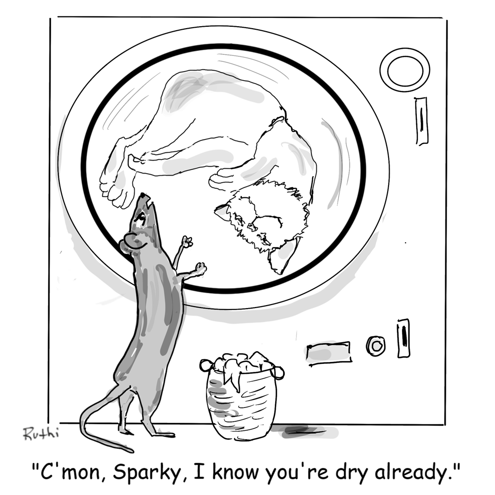 Cat-toon Spinning