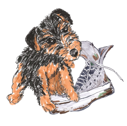 Airedale Puppy with Shoe